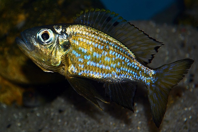 Aulonocranus dewindti